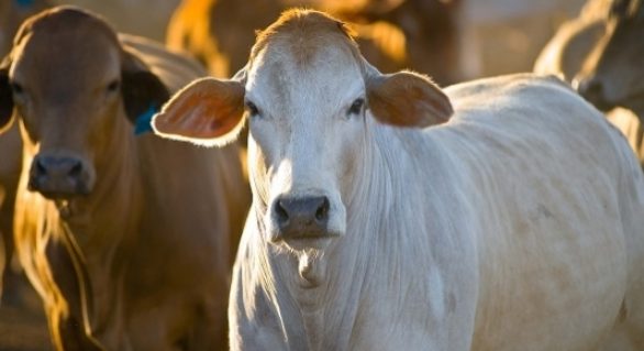 Brasil e Paraguai simplificam regras para o comércio bilateral de bovinos