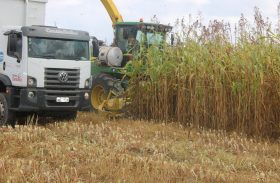 Com mais de R$ 30 milhões de investimentos, safra de grãos começa em Alagoas