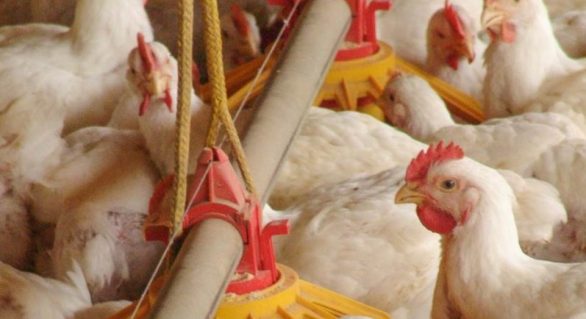 Plano Agropecuário deve atender produtores de aves prejudicados pela greve