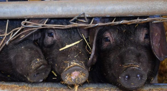 Fazendeiro dá 30 mil litros de leite a porcos em Minas Gerais
