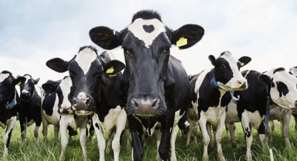 Abate de bovinos cresce 1,4% no primeiro trimestre, diz IBGE