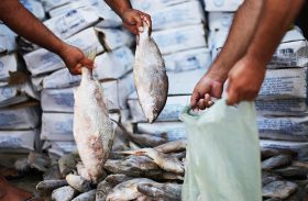 MP de AL investiga fraude na aquisição de peixes em Santana do Ipanema