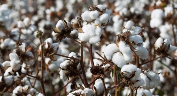 Brasil espera safra recorde de algodão e deve se tornar o terceiro maior exportador mundial da fibra ainda nesta safra