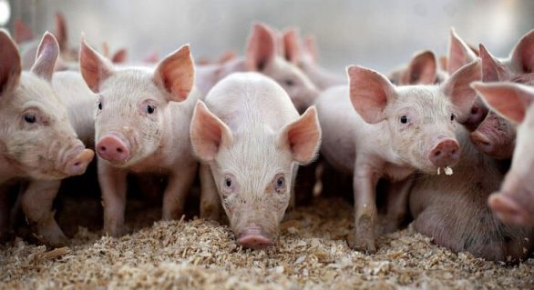 Modificação no DNA do porco pode prevenir doenças