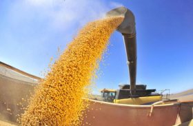 Conab: safra de grãos deve cair 3,9%, mas será a 2ª maior da história