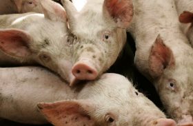 Rússia pode voltar a importar carne suína até o fim deste mês
