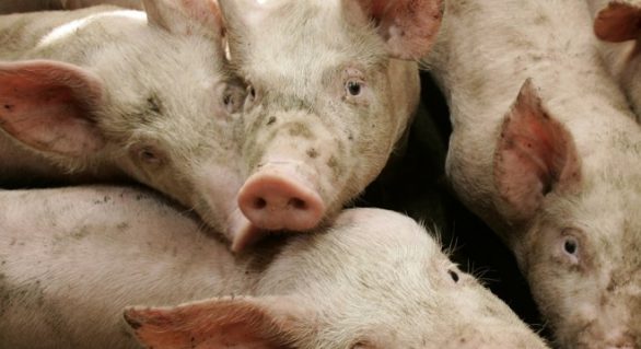 Rússia pode voltar a importar carne suína até o fim deste mês