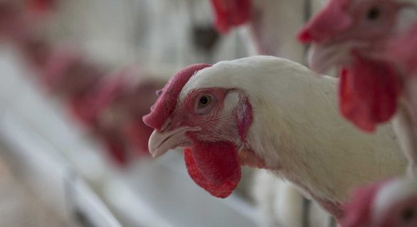 Greve de caminhoneiros reduz em 8,3% abate de frangos no 2º trimestre