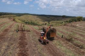 Safra de cana de Alagoas terá crescimento de mais de 16%