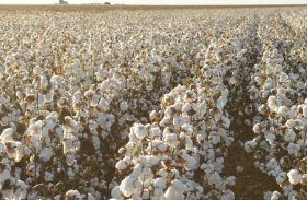 Brasil deve produzir e exportar mais algodão em 2019