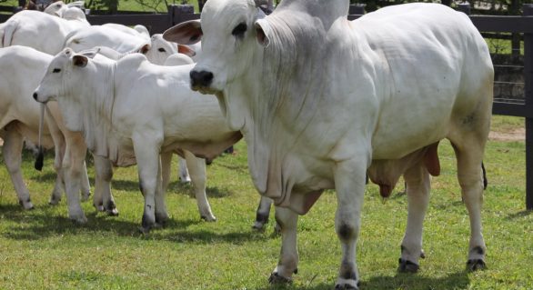 IBC oferta animais com padrão genético para atender mercado da pecuária