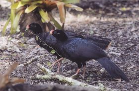 Novo parque abrigará Mutum-de-Alagoas e outras espécies de aves
