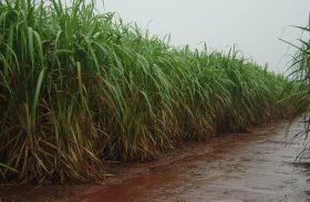 Redução de chuvas acende sinal de alerta para fornecedores de cana