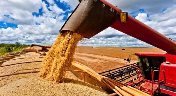 Alagoas deve ampliar a cultura de grãos em 2019