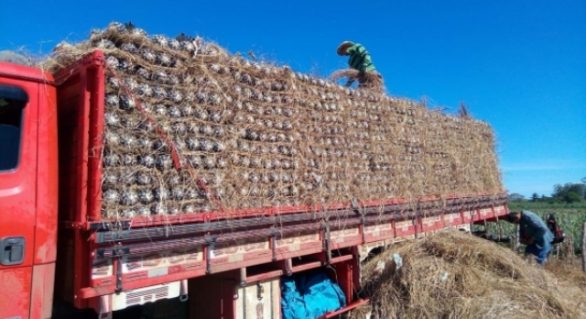 Abacaxi produzido em Alagoas conquista o mercado paulista