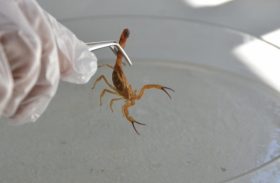 Acidentes com escorpiões tendem a aumentar no verão