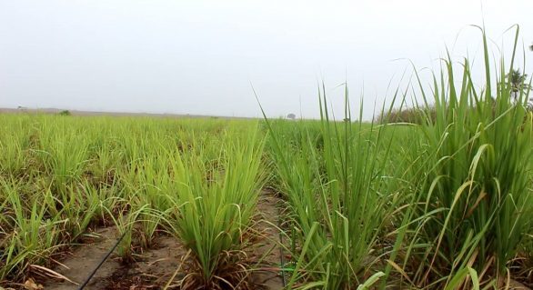 Projeto de irrigação por gotejamento de Pindorama deve dobrar produção do canavial