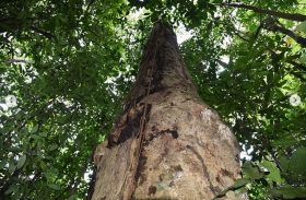 Pesquisadores descobrem nova espécie de árvore em Alagoas que só tem na Floresta Amazônica