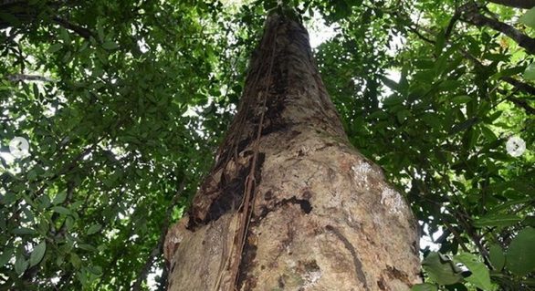 Pesquisadores descobrem nova espécie de árvore em Alagoas que só tem na Floresta Amazônica