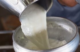 Governo deve pagar produtores do programa do leite a partir desta quinta (28)