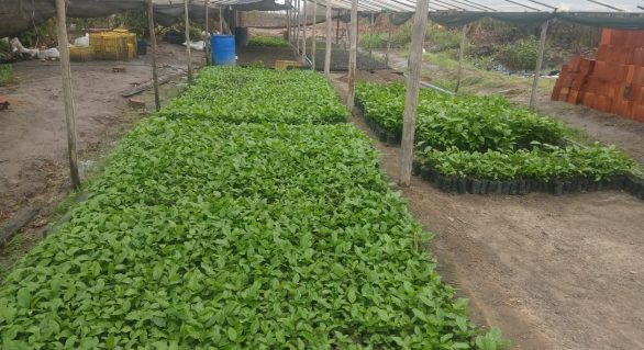 Produção de mudas frutíferas é opção econômica em Pindorama