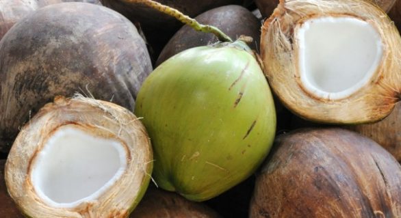 Nova indústria de coco chega a Alagoas com investimentos de R$ 15 mi