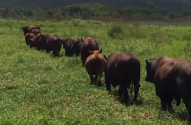 Fazenda Mangabeira disponibiliza gado para cruzamento industrial