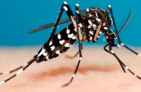 Bauru registra 6 mil casos de dengue em 2019