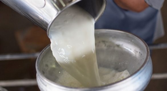 Audiência pública vai discutir a cadeia do leite no sertão de Alagoas