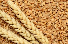 Importações de trigo crescem 13% no Brasil