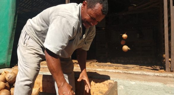 Pindorama investe em produção sustentável no beneficiamento do coco