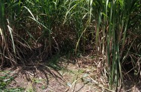 Projeto de irrigação aumenta produção do plantio da cana