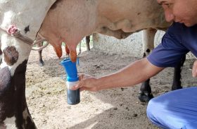 Assistência técnica da CPLA garante qualidade leiteira