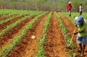 Cerca de 90 mil agricultores familiares alagoanos correm o risco de não recebe as sementes do governo