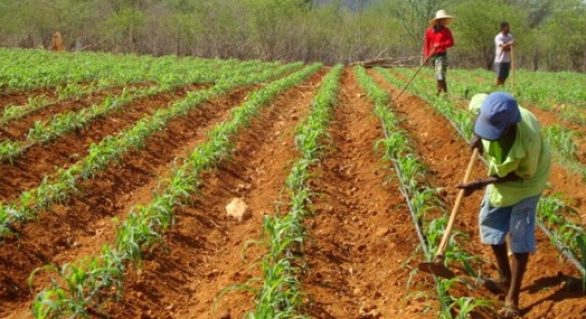 Cerca de 90 mil agricultores familiares alagoanos correm o risco de não recebe as sementes do governo