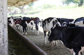 Pindorama investe na pecuária para a produção de leite