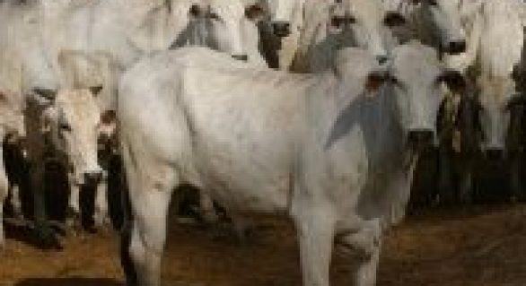Mercado do boi gordo caiu em quatro regiões