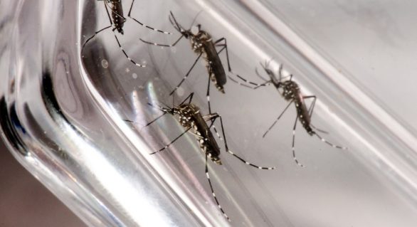 Alagoas teve 80 casos confirmados de dengue desde janeiro de 2019
