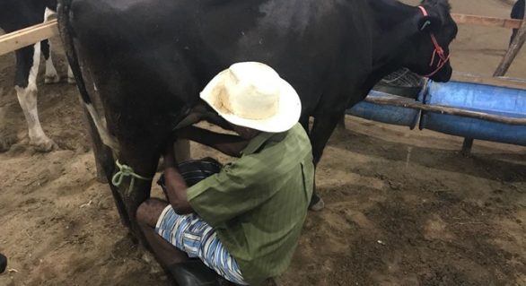 CPLA incentiva melhoramento da qualidade leiteira em Alagoas