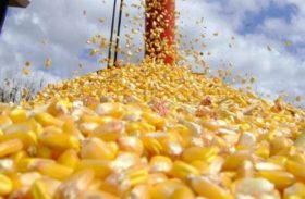 Mercado do milho continua aquecido nos portos brasileiros