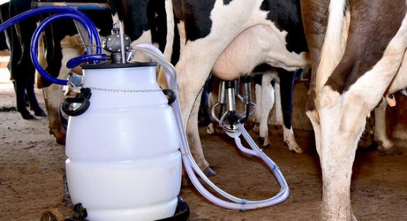 Preço do leite deve ter drástica queda no semestre