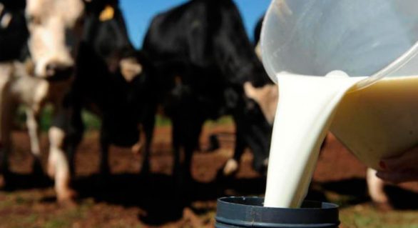 BNB lança programa para incrementar bovinocultura de leite em Alagoas