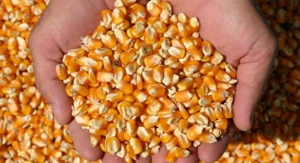 No Brasil, 2ª safra da colheita de milho atinge 62,4% da área