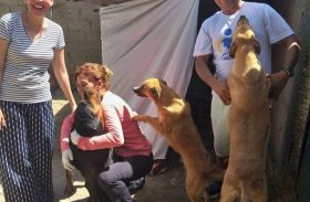 Projeto social alimenta animais de rua: quem ama cuida