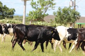 Criadores alagoanos ofertam gado em 3º Genética Paulo Amaral