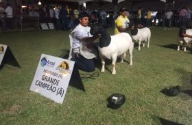 Exposição Nacional de ovinos vai movimentar 69ª Expoagro/AL