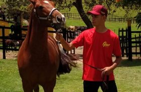 Alagoas Quarter Horse lançará garanhão de genética importada dos EUA