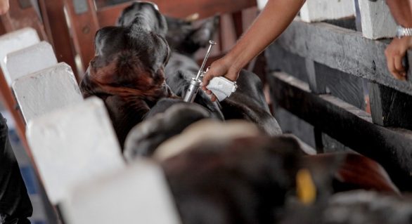 37º Expo Bacia discutirá medidas para retirada da vacinação contra Aftosa