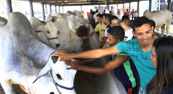 Parque da Pecuária começa a receber animais da Expoagro 2019