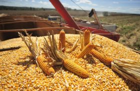 Safra de grãos 2019/20 bate recorde de produção